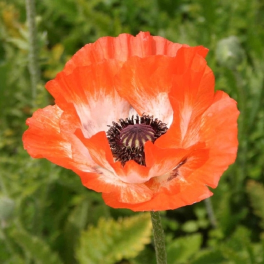 Papaver orientale 'Pinnacle'